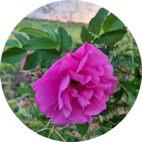 rozenbottel bloem cirkel